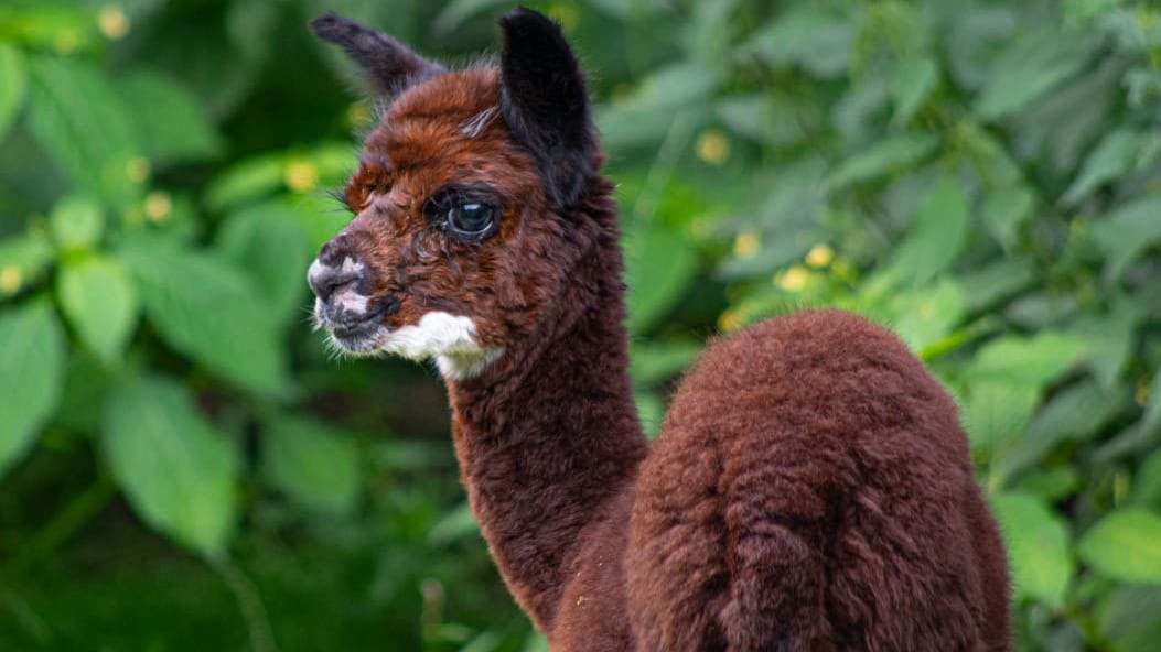 Ein junges Alpaka ist im Wildpark Müden: Der Tierpark freut sich über Nachwuchs.