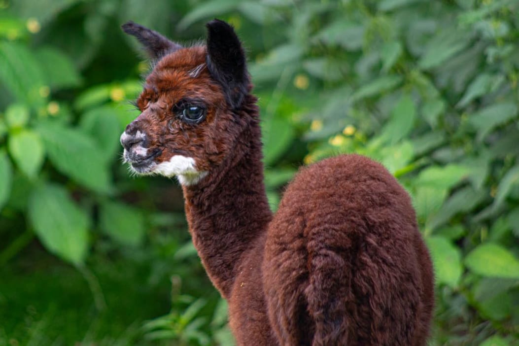 Ein junges Alpaka ist im Wildpark Müden: Der Tierpark freut sich über Nachwuchs.