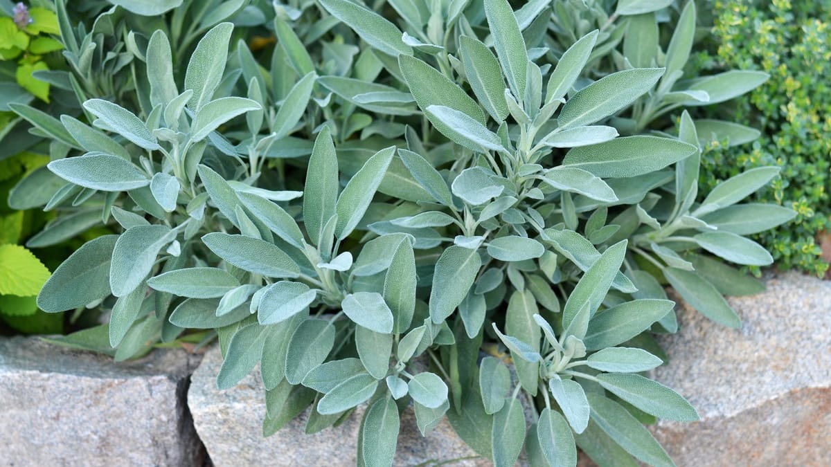 53+ Salbei Standort Garten, Der wiesensalbei (salvia pratensis) ist