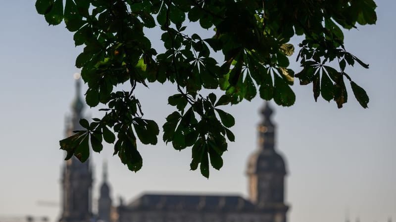 Blätter eines Kastanie im Garten des Japanischen Palais hängen vor der historischen Altstadtkulisse mit der Hofkirche (l-r) und dem Hausmannsturm.