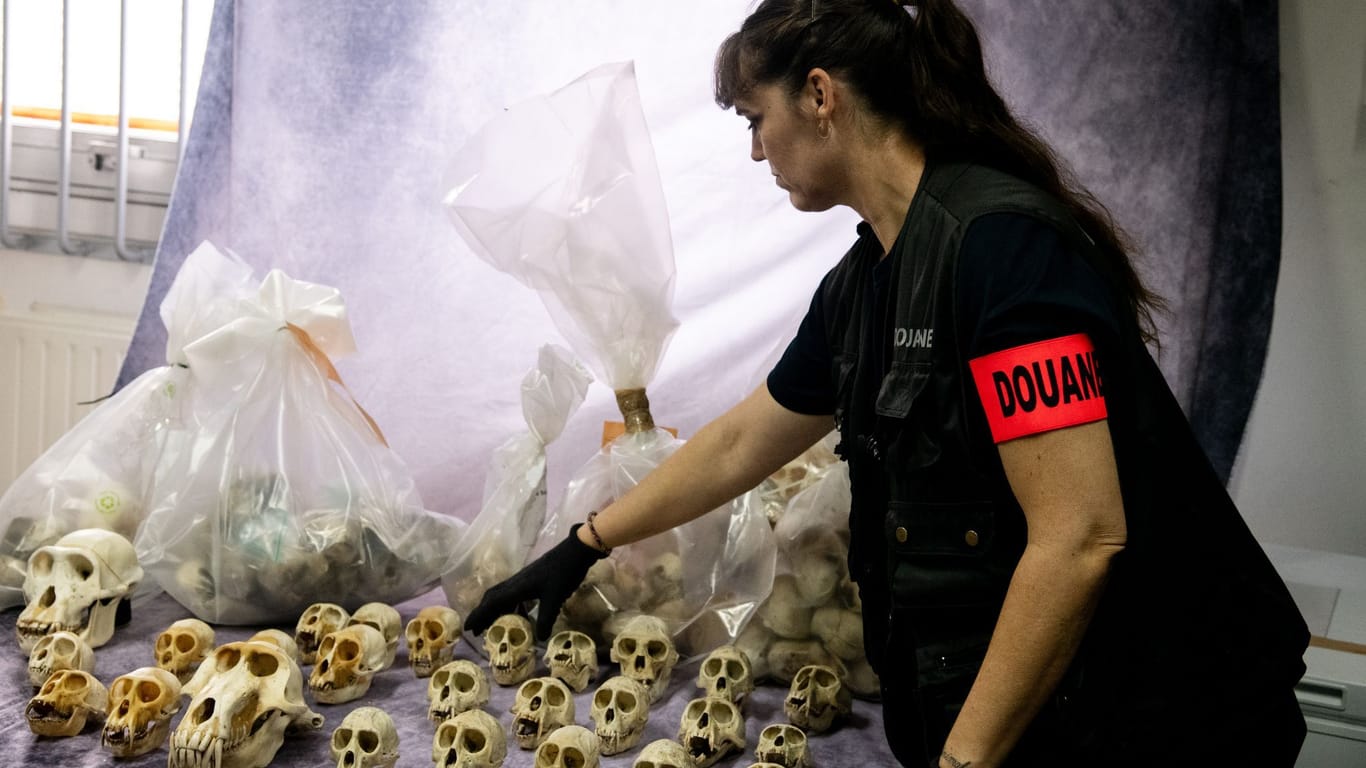 Beschlagnahmte Schädel geschützter Affen: Der französische Zoll hat die Schädel in Paris aufgereiht.
