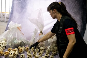 Beschlagnahmte Schädel geschützter Affen: Der französische Zoll hat die Schädel in Paris aufgereiht.