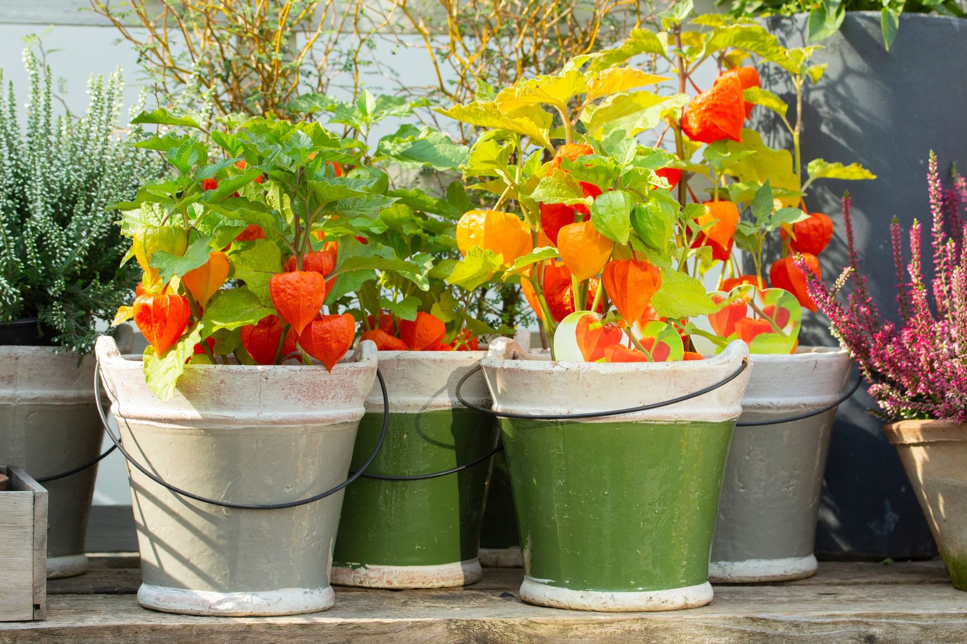 Häufig werden Physalis in Töpfen kultiviert und finden Platz auf der Terrasse oder dem Balkon.