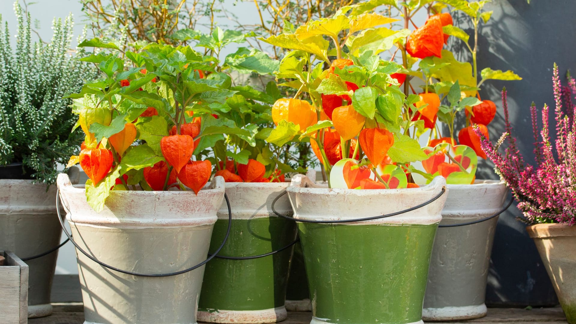 Häufig werden Physalis in Töpfen kultiviert und finden Platz auf der Terrasse oder dem Balkon.