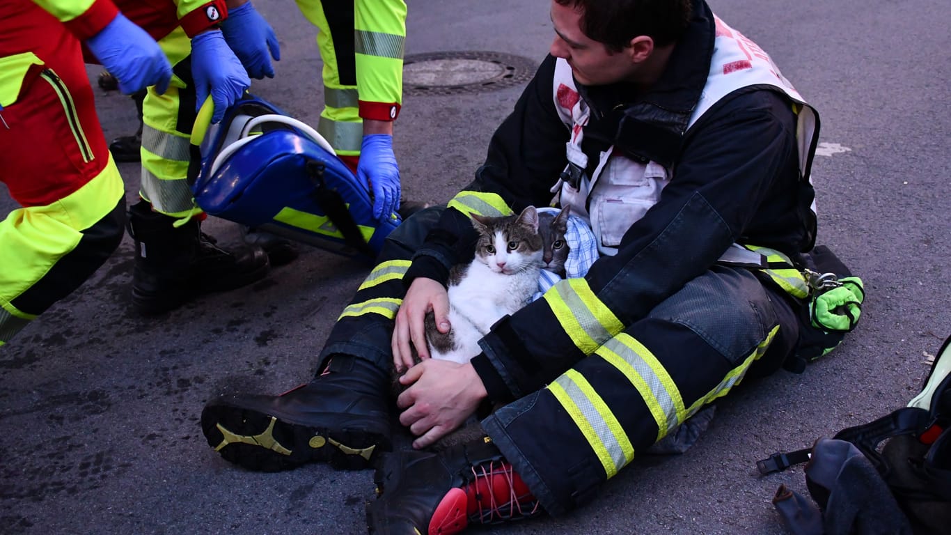 Die Feuerwehr kümmerte sich um die Katzen: Einsatzkräfte konnten sie und ein weiteres Tier retten.