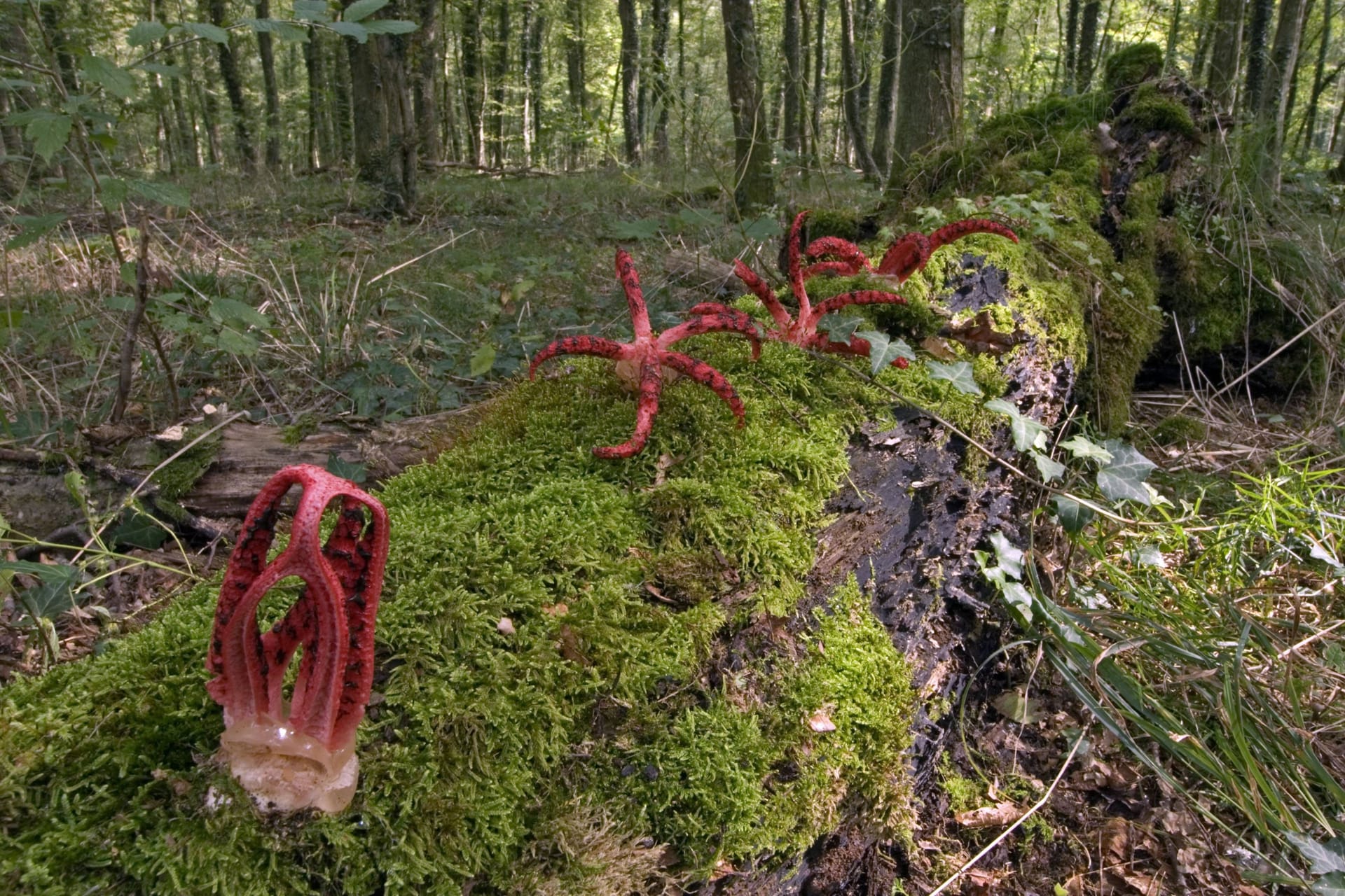 Der Tintenfischpilz (Clathrus archeri) auf einem vermoosten Baumstamm im Wald.