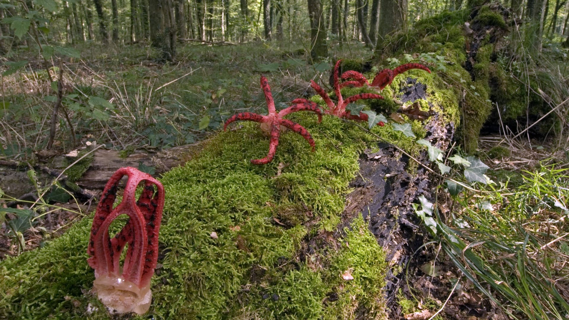 Der Tintenfischpilz (Clathrus archeri) auf einem vermoosten Baumstamm im Wald.