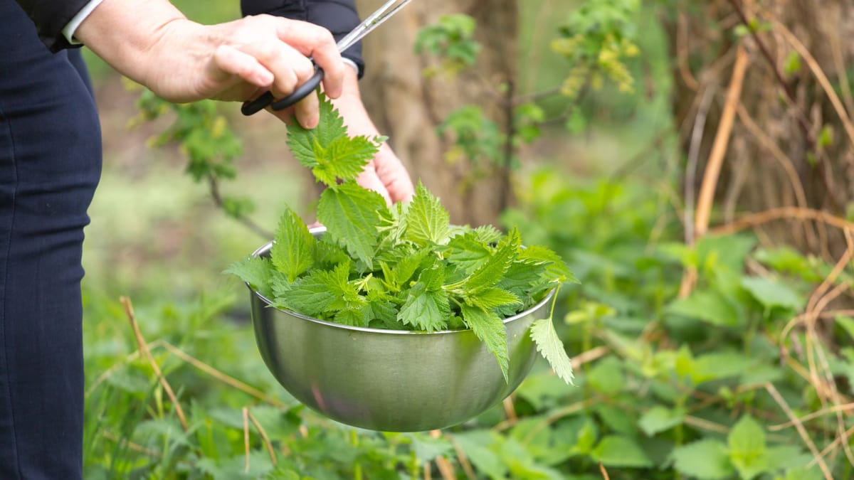 Garten Düngen mit Brennnesseljauche So setzen Sie sie richtig ein