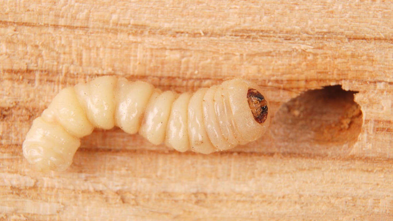 Wenn sich Holzwürmer durch Holz fressen, hören sie ein mahlendes Geräusch.