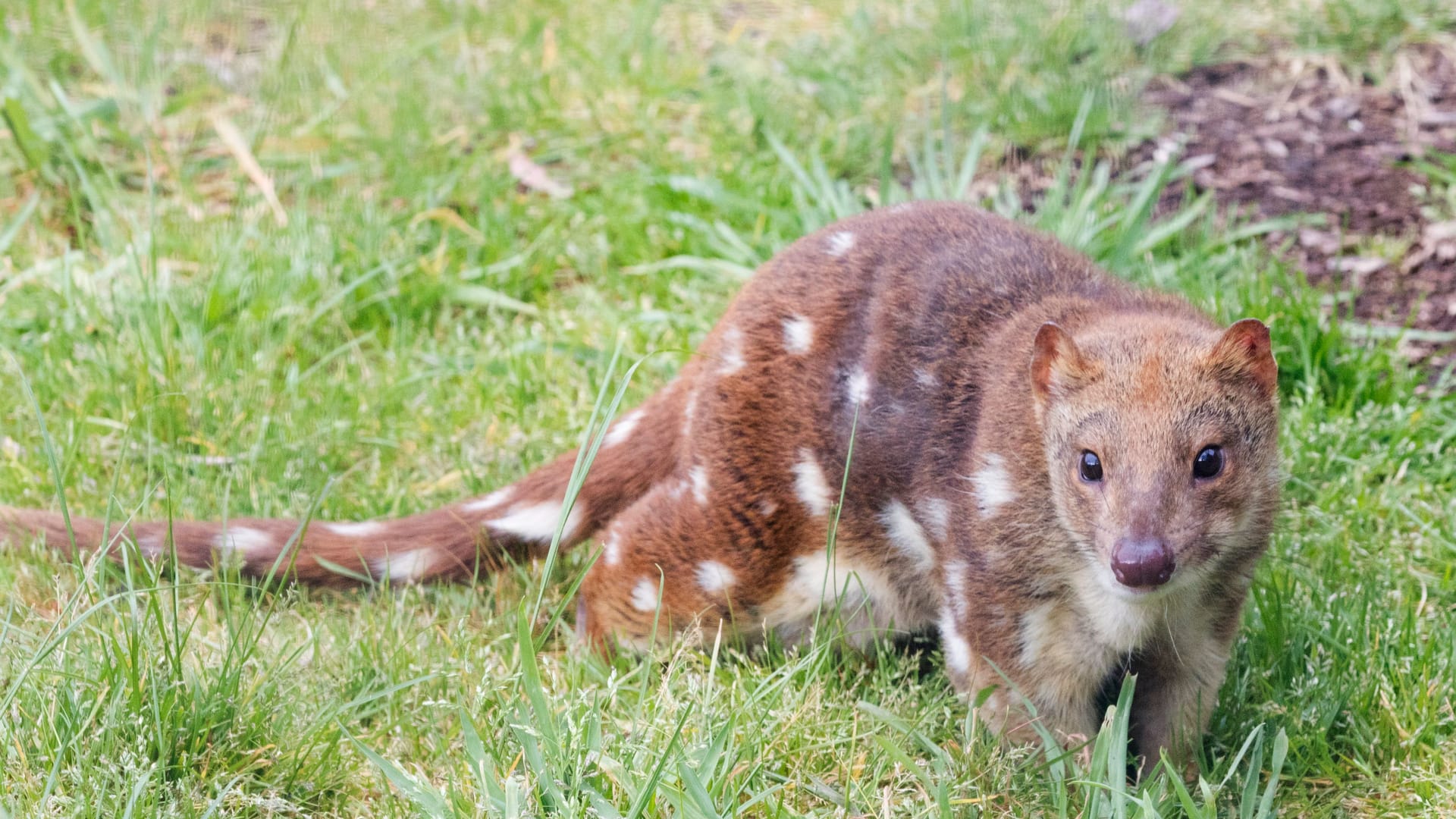 Riesenbeutelmarder (Archivbild): Das Tier galt im Süden Australiens als ausgestorben.