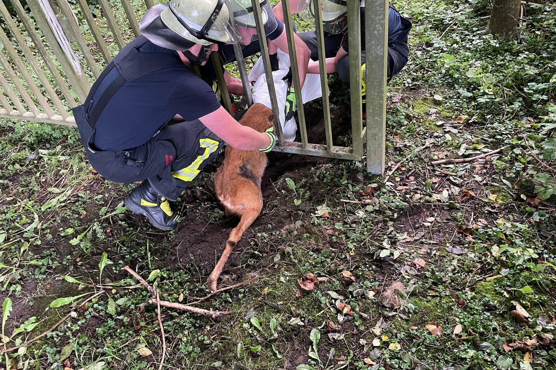 Einsatzkräfte der Feuerwehr konnten das Reh ohne großen Aufwand befreien.