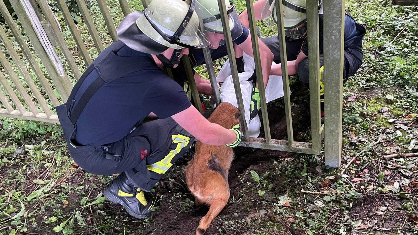 Einsatzkräfte der Feuerwehr konnten das Reh ohne großen Aufwand befreien.