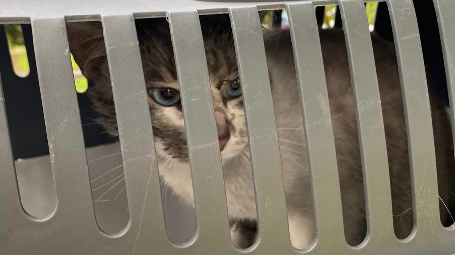 Der Kater in einer Transportbox: Er kam ins Tierheim Großhansdorf.