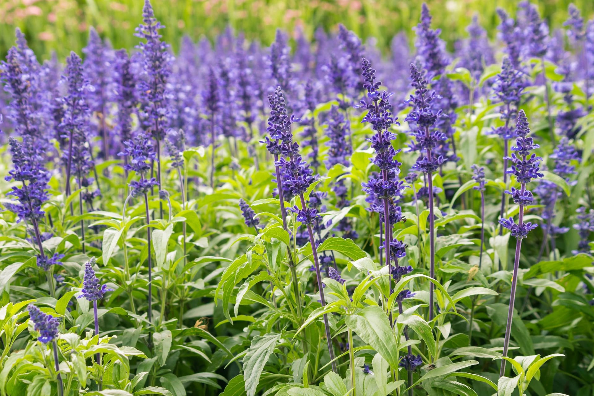 Die Blüten des Salbeis verlieren nach dem Aufblühen an Qualität.