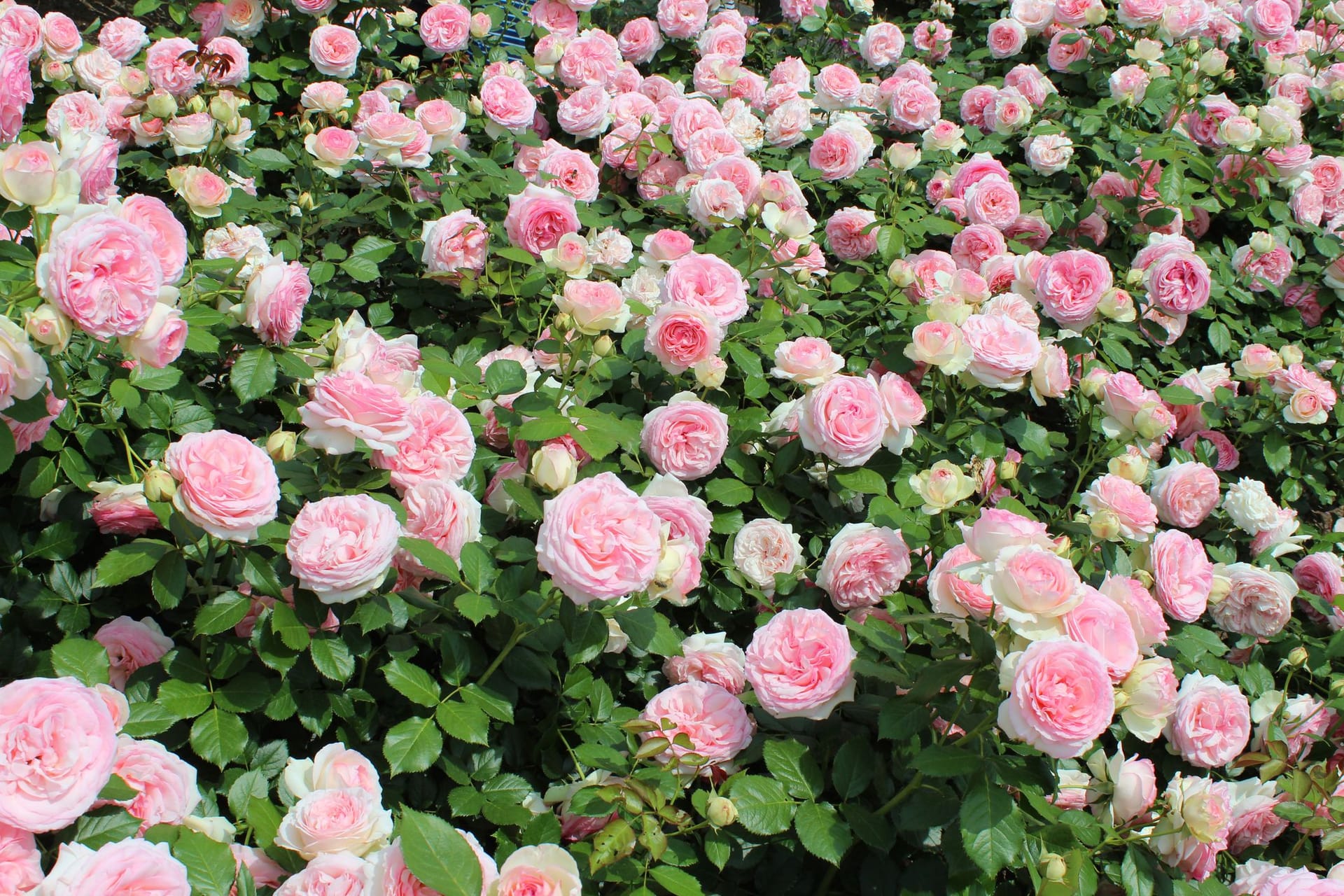 Mithilfe von Brennnesseljauche können Rosen gestärkt werden und üppig blühen.