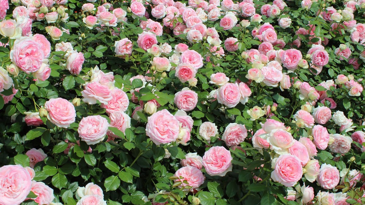 Brennnesseljauche für Rosen Wie Sie den Dünger richtig anwenden