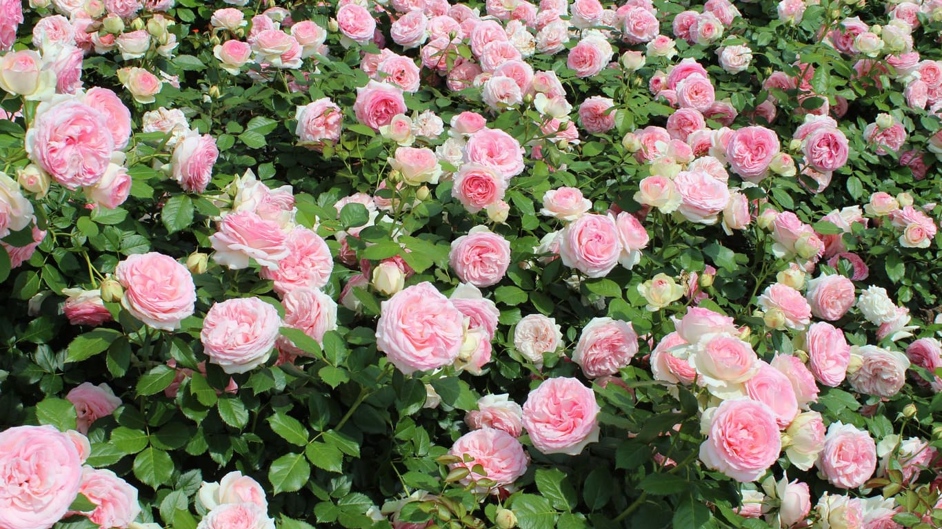Mithilfe von Brennnesseljauche können Rosen gestärkt werden und üppig blühen.