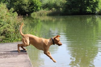 Bergisch Gladbach: Labrador-Mischling "Cooper" springt in einen See (Symbolbild).