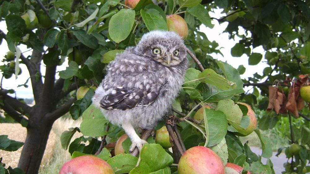 Ein junger Steinkauz sitzt auf einem Apfelbaum in der Schwanheimer Düne. Das außergewöhnliche Naturschutzgebiet in Frankfurt bietet verschiedenen Vogel- und Amphibienarten ein Zuhause.