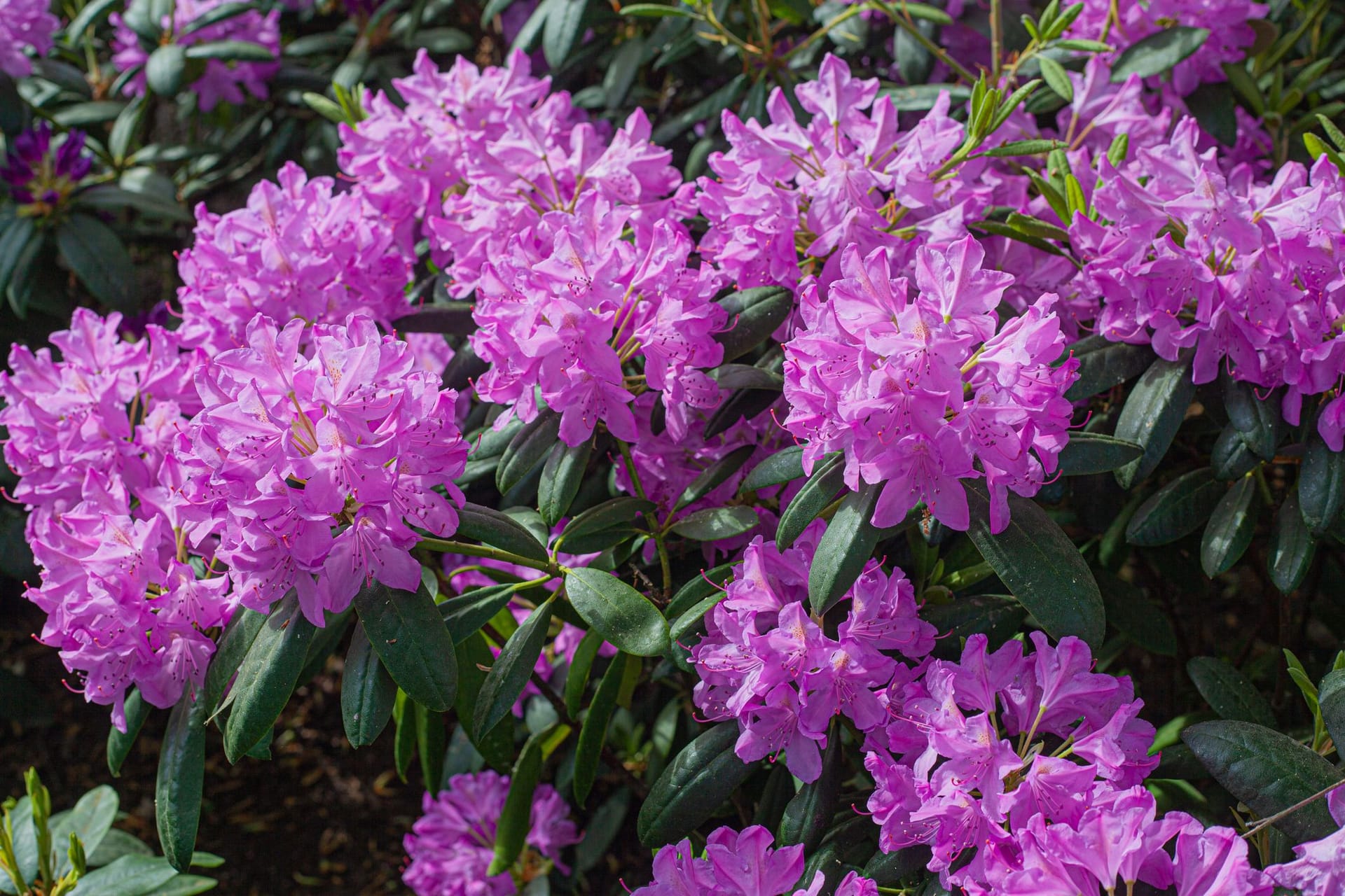 Mit einer ordentlichen Portion Dünger blüht der Rhododendron in voller Pracht.