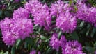 Mit einer ordentlichen Portion Dünger blüht der Rhododendron in voller Pracht.