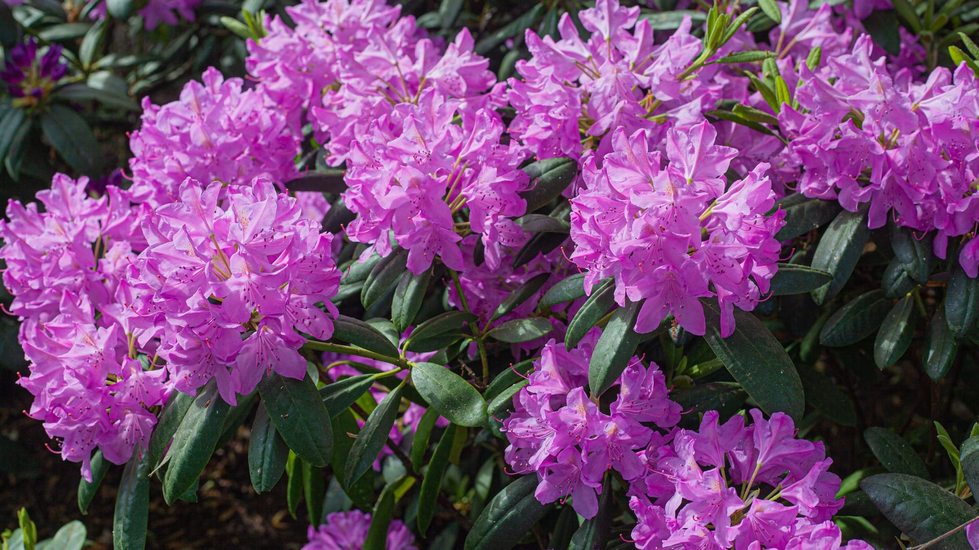 Mit einer ordentlichen Portion Dünger blüht der Rhododendron in voller Pracht.