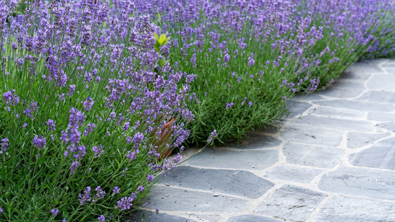 Ein modernes Lavendelbeet bereichert jeden Garten.