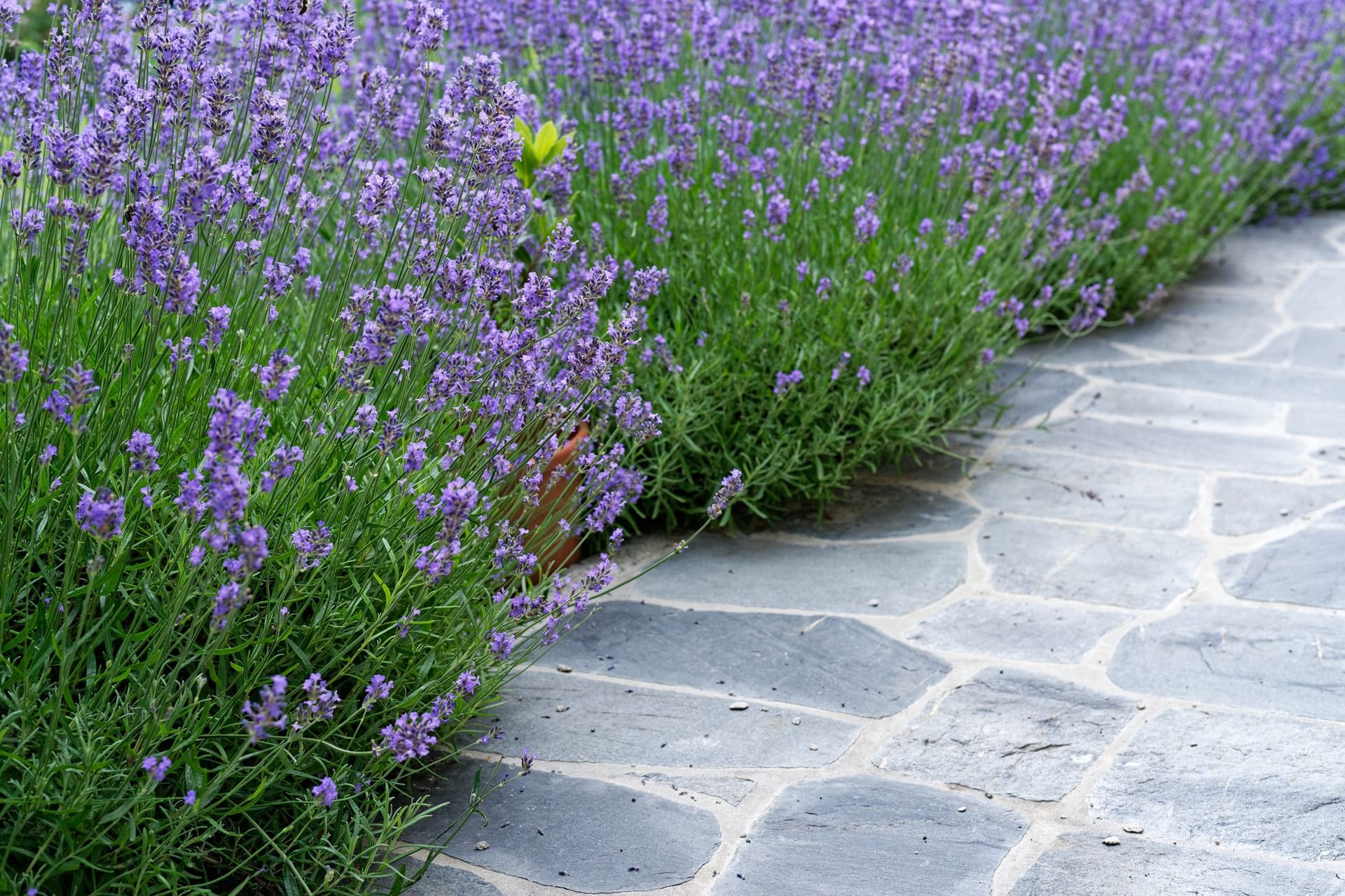 Ein modernes Lavendelbeet bereichert jeden Garten.