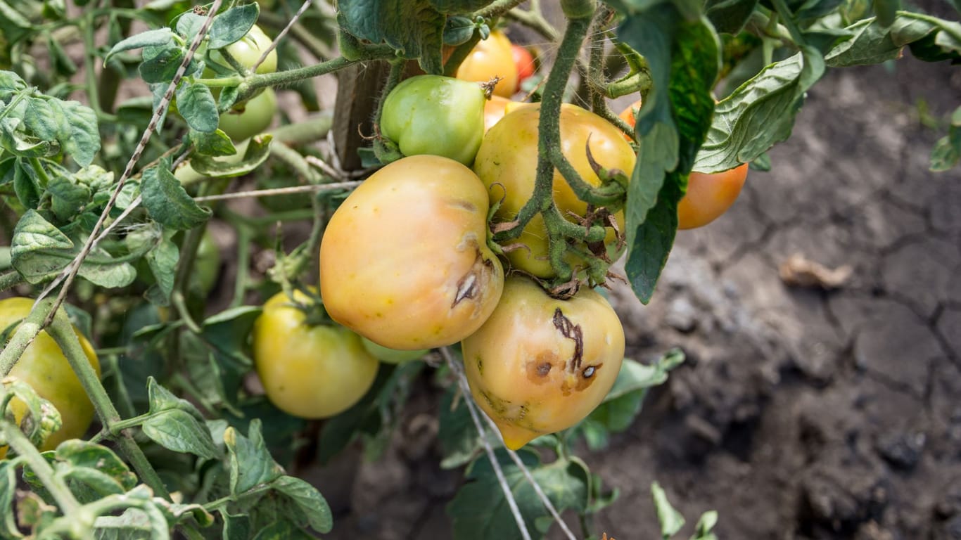 Gesunde Tomatenstaude: Der Schutz vor Braunfäule ist eine der wichtigsten Maßnahmen für Ihre Tomaten.