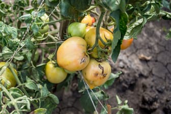 Gesunde Tomatenstaude: Der Schutz vor Braunfäule ist eine der wichtigsten Maßnahmen für Ihre Tomaten.