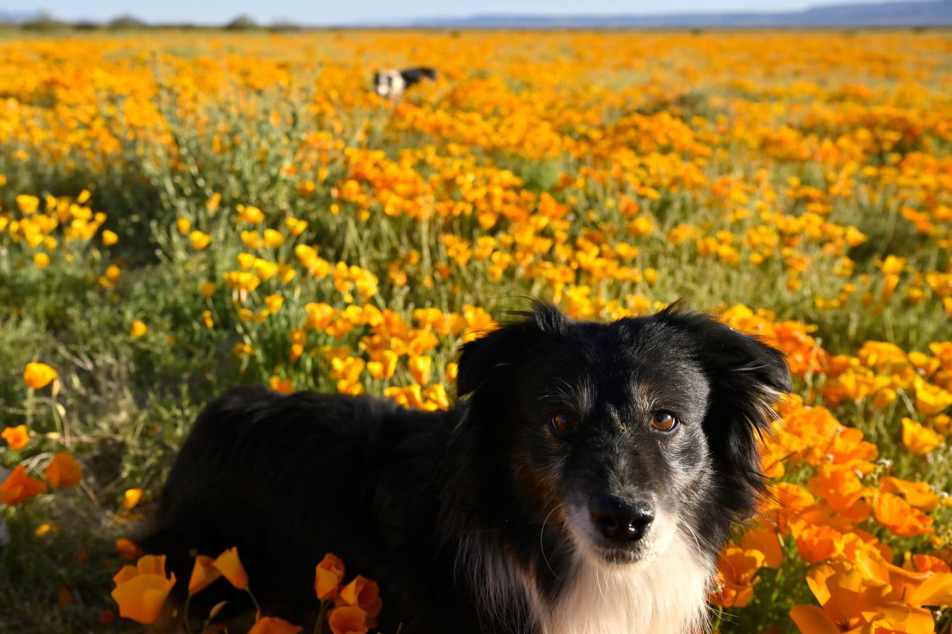 Ein Hund auf einer Blumenwiese (Symbolbild): Am Wochenende bleibt es sonnig.