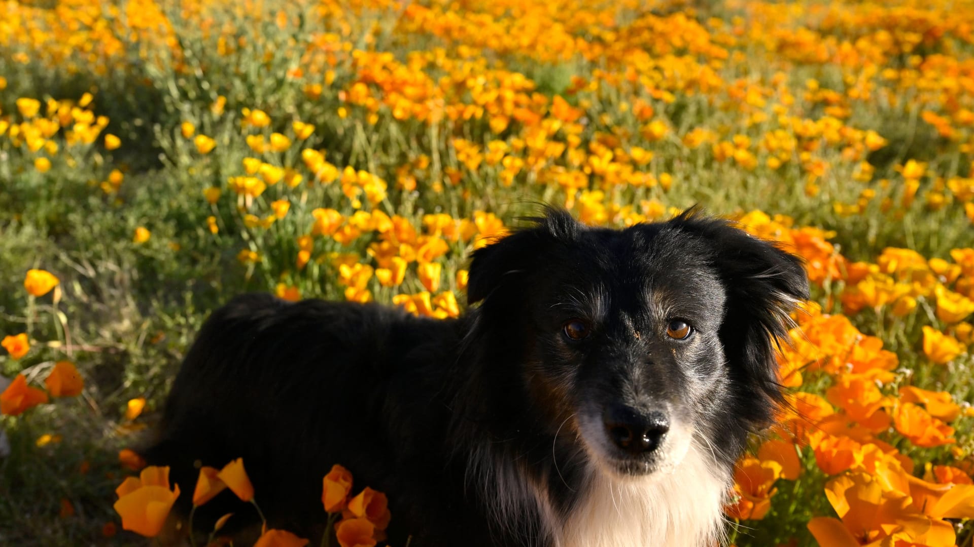 Ein Hund auf einer Blumenwiese (Symbolbild): Am Wochenende bleibt es sonnig.
