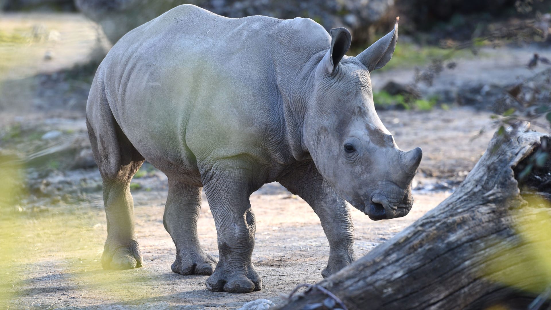 Breitmaul-Nashorn im Zoo Salzburg (Archivbild): Eine Pflegerin wurde getötet.