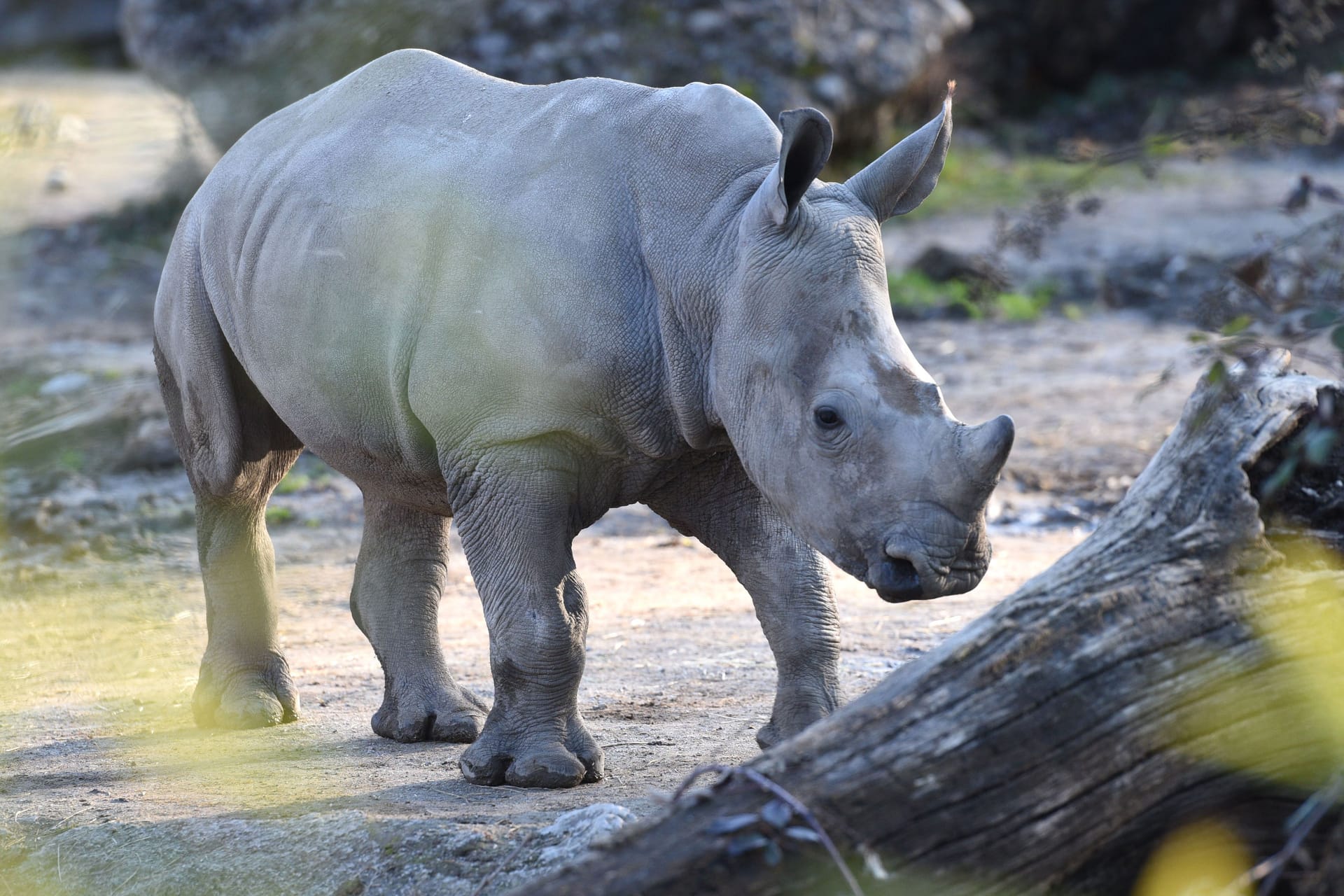 Breitmaul-Nashorn im Zoo Salzburg (Archivbild): Eine Pflegerin wurde getötet.