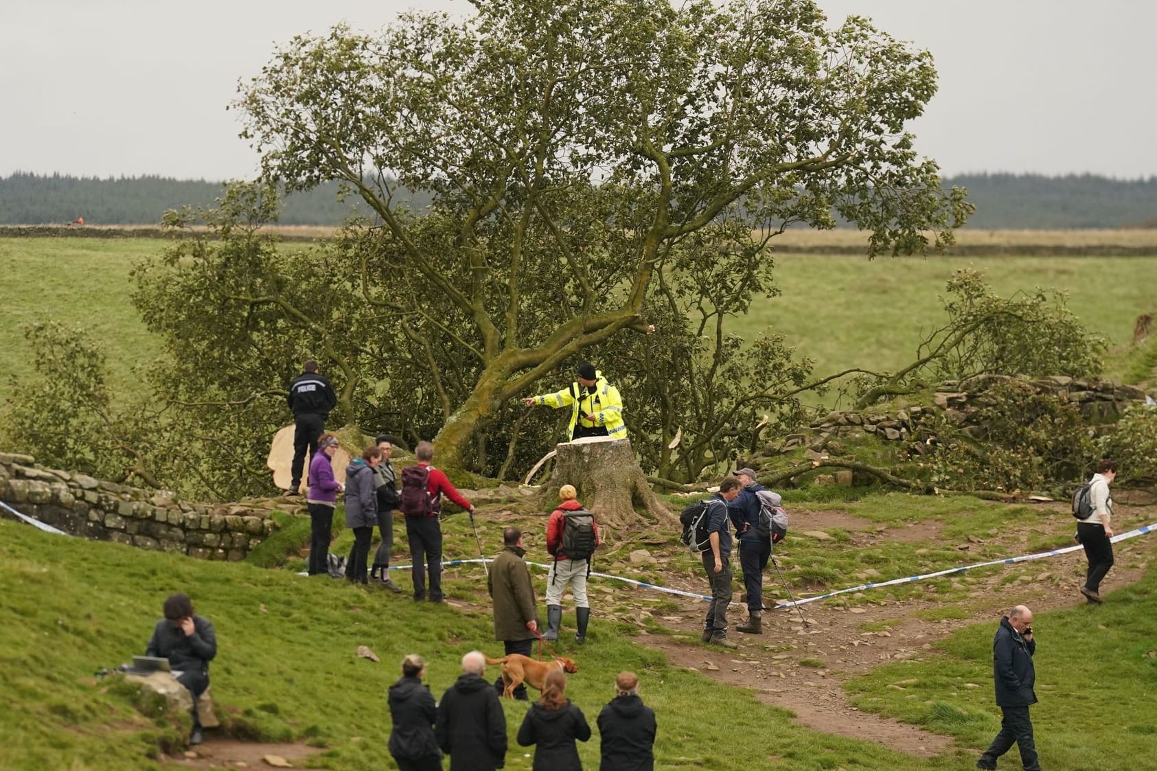 Ein berühmter Baum, der durch den Hollywood-Film "Robin Hood - König der Diebe" mit Kevin Costner bekannt wurde, ist illegal gefällt worden.