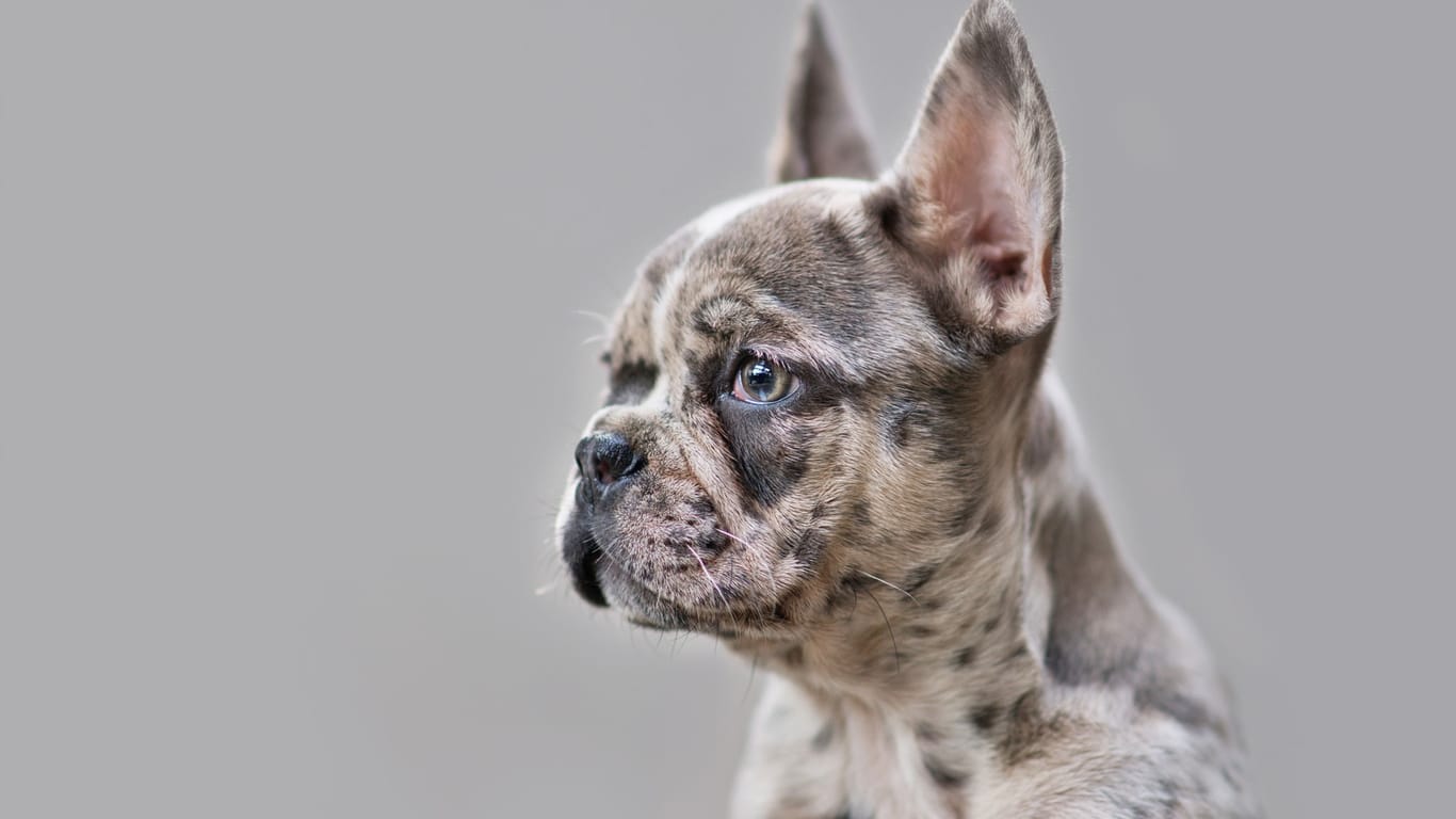 Eine junge Französische Bulldogge mit hellem Fell und Flecken: Die besondere Farbe rührt oft von einem Gendefekt her.