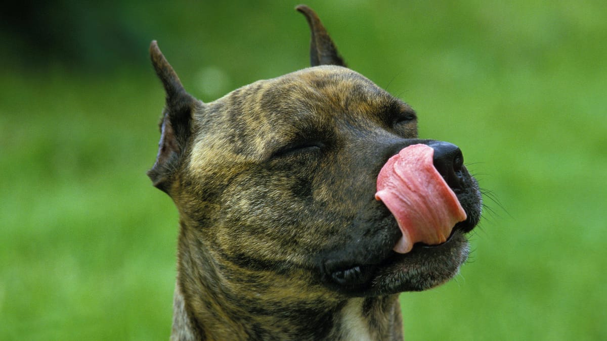 Warum diese Hunderassen in Deutschland verboten sind