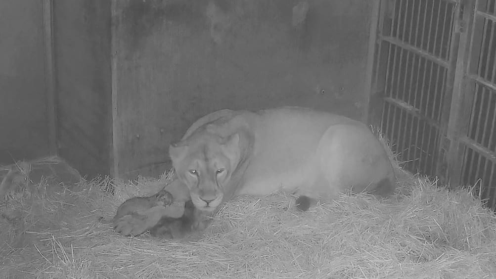 Freude im Tiergarten Nürnberg: Löwin Aarany hat zwei Jungtiere zur Welt gebracht, wie die Aufnahmen der Überwachungskamera beweisen. Freude im Tiergarten Nürnberg: Löwin Aarany hat zwei Jungtiere zur Welt gebracht, wie die Aufnahmen der Überwachungskamera beweisen.