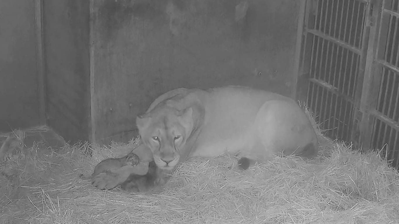 Freude im Tiergarten Nürnberg: Löwin Aarany hat zwei Jungtiere zur Welt gebracht, wie die Aufnahmen der Überwachungskamera beweisen.