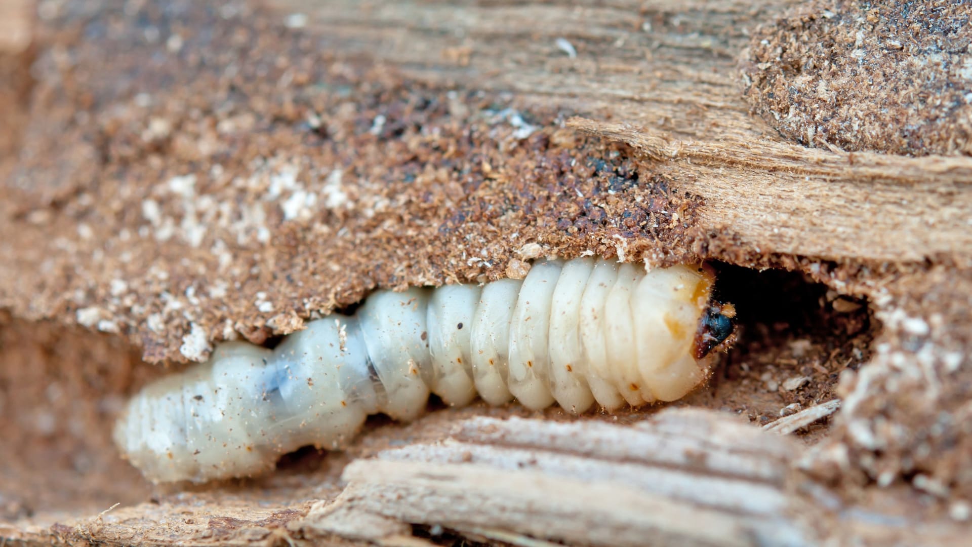 Holzwürmer können erheblichen Schaden anrichten, der schwer wieder auszubessern ist.