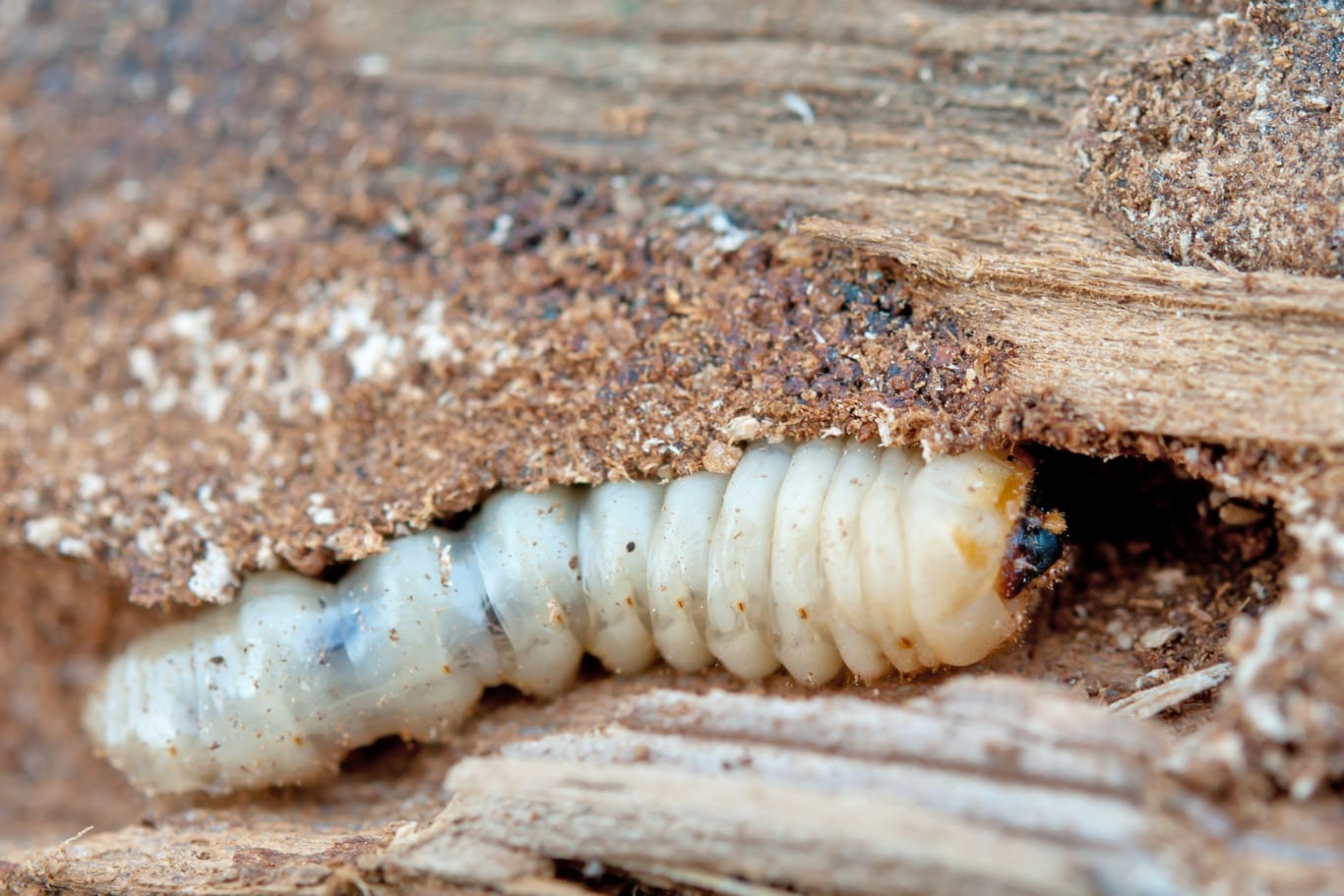 Holzwürmer können erheblichen Schaden anrichten, der schwer wieder auszubessern ist.