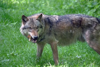 Europaeischer Grauwolf (Symbolbild): Im Landkreis Stade sind Ende August 55 Schafe von einem Wolf gerissen worden.
