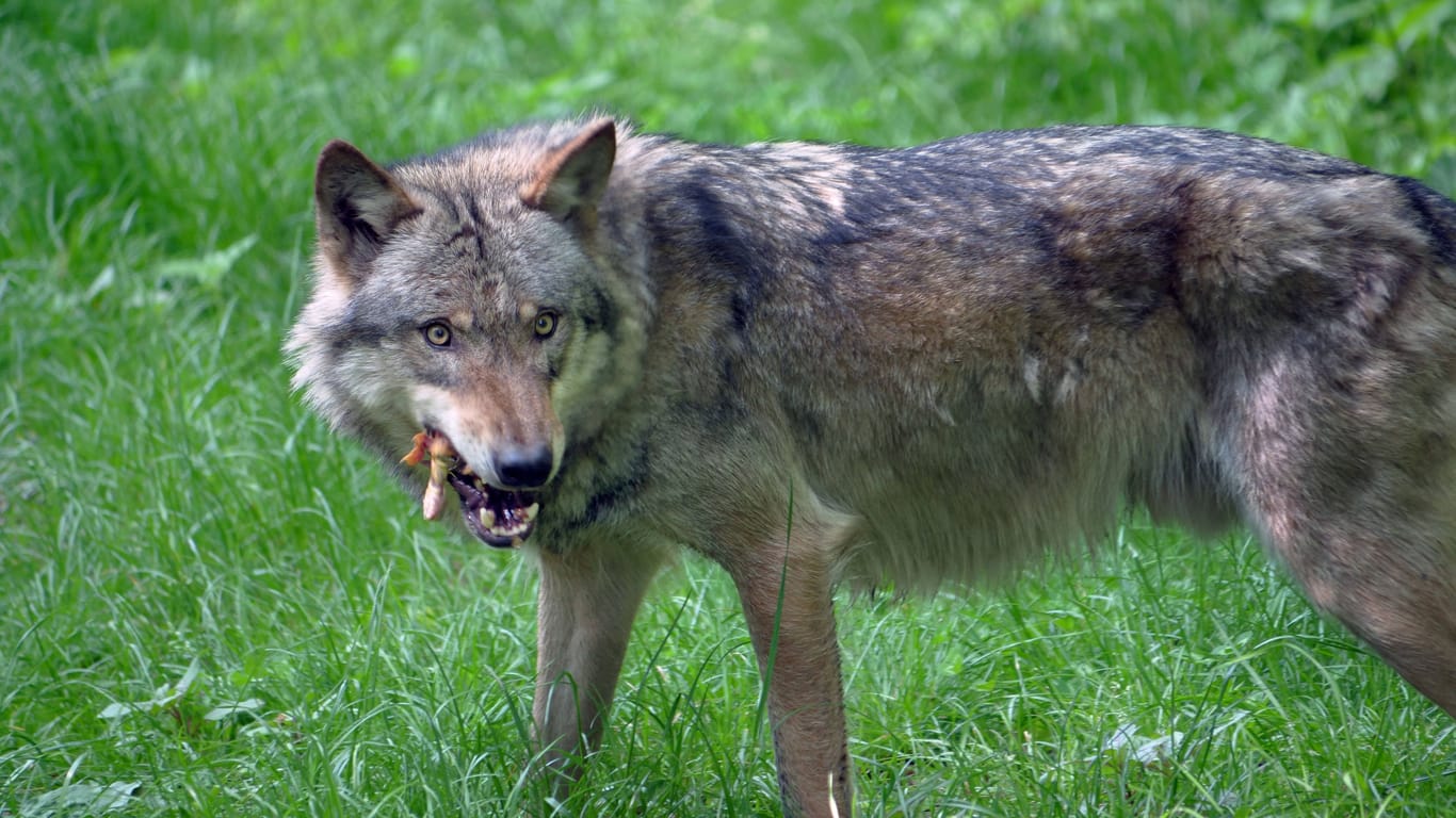 Europaeischer Grauwolf (Symbolbild): Im Landkreis Stade sind Ende August 55 Schafe von einem Wolf gerissen worden.