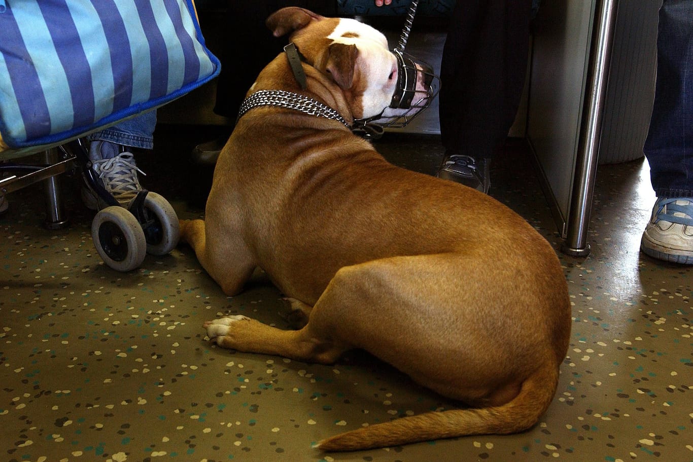 Ein Hund in einem Berliner S-Bahn-Waggon
