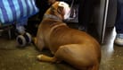 Ein Hund in einem Berliner S-Bahn-Waggon
