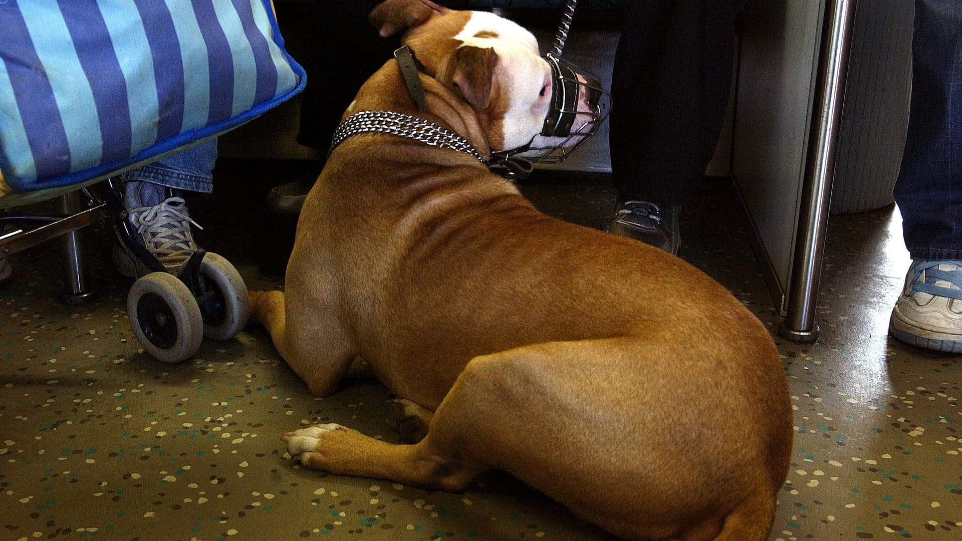 Ein Hund in einem Berliner S-Bahn-Waggon Ein Hund in einem Berliner S-Bahn-Waggon