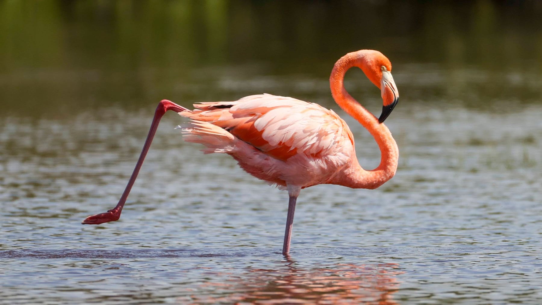 Hurricane Idalia blows flamingos as far as Ohio