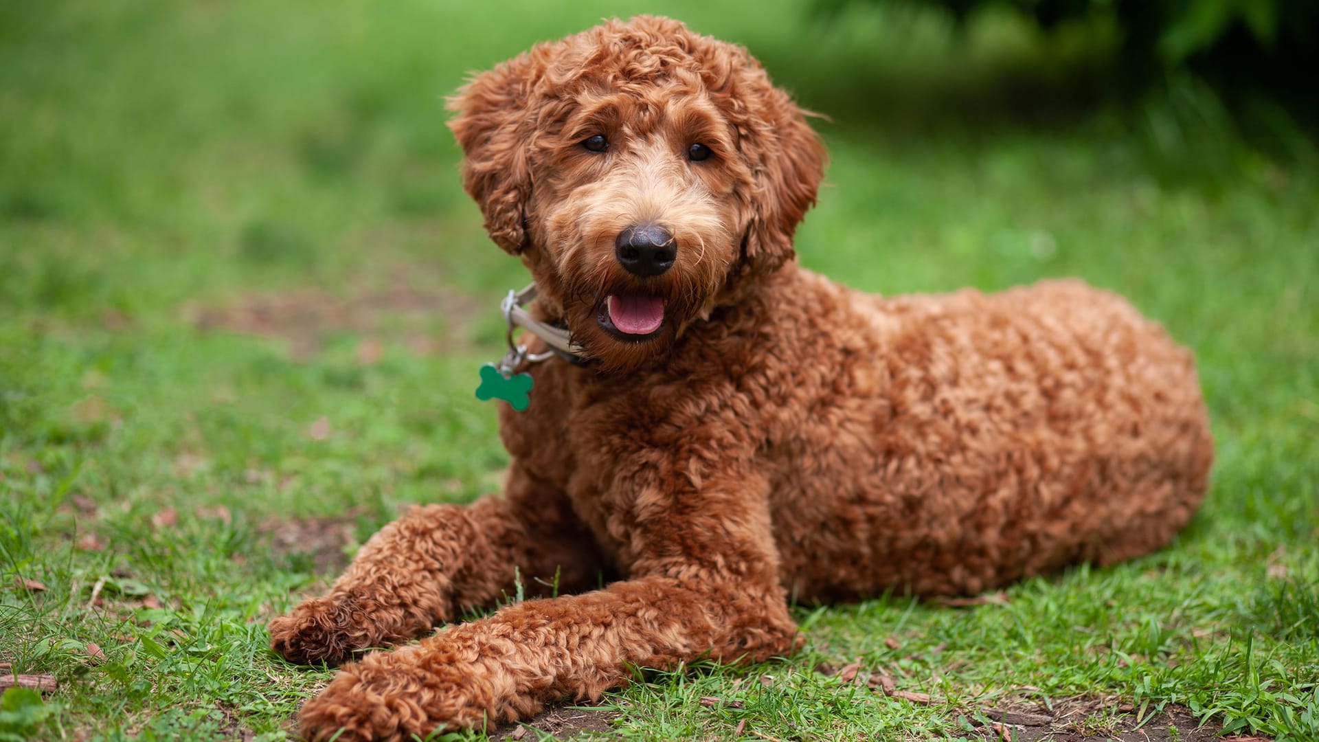 Ein Labradoodle: Mischzüchtungen können helfen, Erbkrankheiten auszumerzen.