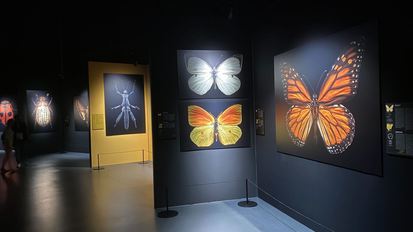 Insgesamt 40 Bilder sind in der Ausstellung "Extinct & Endangered" zu sehen.