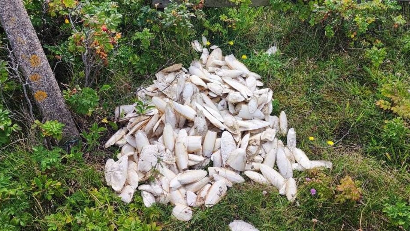 Ein Haufen Sepiaschalen im Gras: Ein Sylter hat bei Hörnum einen mysteriösen Fund gemacht
